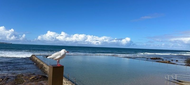 family friendly rock pool cronulla